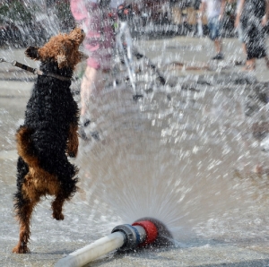A dog joyfully leaps in the spray of a fire hose.