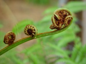 unfurling fern