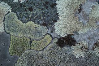 A close-up photograph of different types of moss.