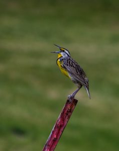 A bird sitting on a metal piece, with its beak open.