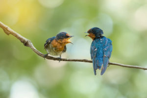 Two songbirds squawking at each other on a branch.