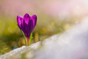 Sunlight hits a purple crocus growing through snow.