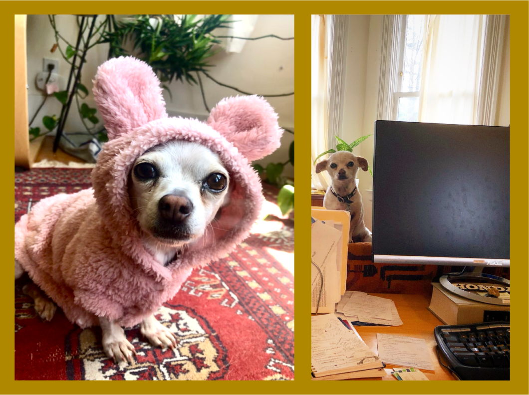 Composite image of dolores the chihuahua wearing a fluffy pink sweater, and Dolores sitting next to a computer screen.