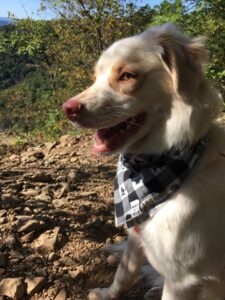 A happy dog standing on a trail, wearing a black and white checked bandanna.