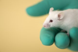 A white laboratory mouse being held in a green-gloved hand.