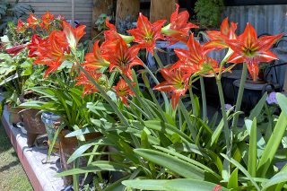 An array of red-orange lilies on a greenhouse table.