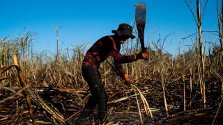 A worker wearing a red shirt swings a machete to cut sugarcane.