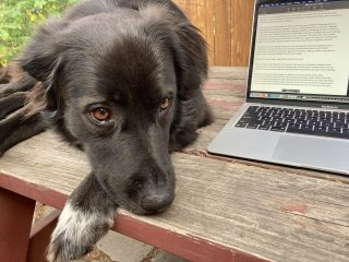 A brown dog rests her head next to a computer on a picnic table.