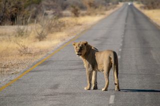 A lion looks back toward the camera as it stands in the middle of a two-lane highway in Namibia.