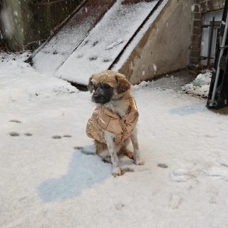 A brown and white dog with a black muzzle sits in the snow wearing a shiny coat. 