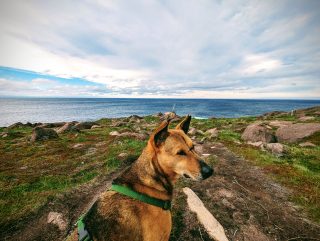 A pointy-eared dog wearing a green harness sits in the foreground looking sideways into the distance, while the sea is in the background.