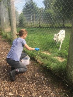 A person in a purple T-shirt crouches down, apparently offering food to a white wolf on the other side of a tall fence.