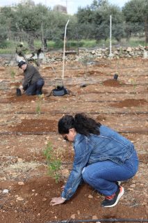 Yessenia crouches down while planting a tree in a field full of saplings.