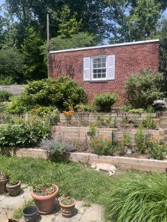 A dog sleeps on the grass near a patio, beneath a terraced garden where a variety of plants are growing. At the top of the terrace there is a small brick building with a window.