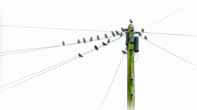 Birds clustered on wires joining at a telephone pole.